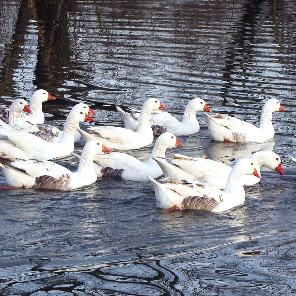 Fotografija 2. Omnijinog malog podsjetnika, godina prva